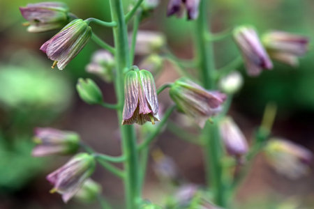 Flower of a Fritillaria persica plant.の写真素材