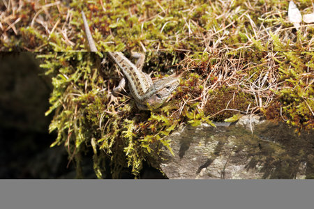 Sand Lizard, Lacerta agilis, on a rock.の写真素材