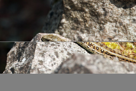 Sand Lizard, Lacerta agilis, on a rock.の写真素材