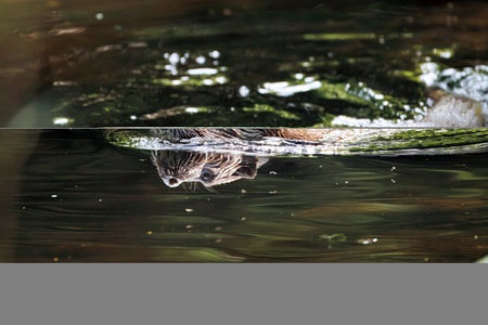 Eurasian Otter, Lutra lutra, swimming in dark water of a river.の写真素材