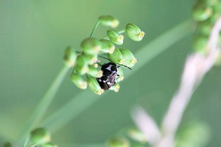Cabbage bug, Eurydema oleraceum, on a plant.の写真素材