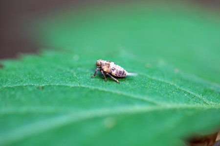 Nymph of the planthopper species Issus coleoptratus on a leaf.