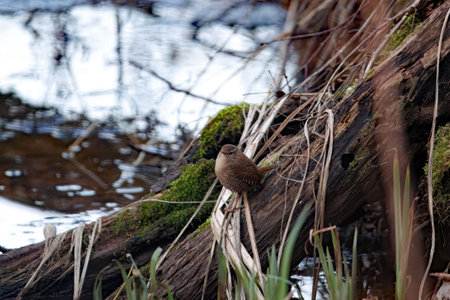 A Eurasian wren, Troglodytes troglodytes, in a tree.の写真素材