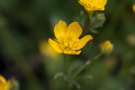 Blossoms of a hairy buttercup, Ranunculus sardous