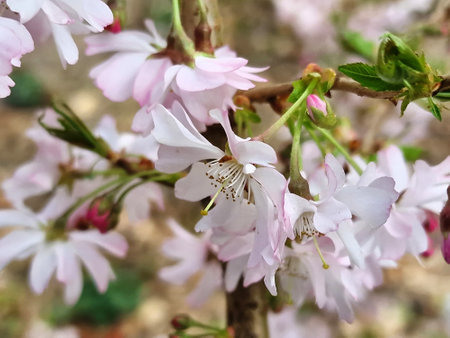 Blossom of a winter-flowering cherry tree, Prunus x subhirtellaの写真素材