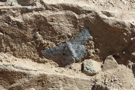 Moth of the species Pingasa abyssiniaria on a rock, Ethiopia.の写真素材