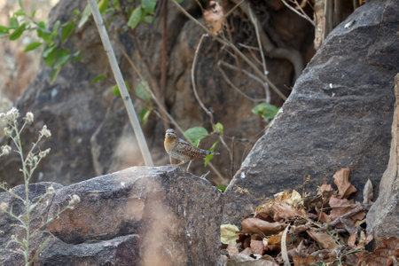 Eurasian wryneck, Jynx torquilla, on a rock.