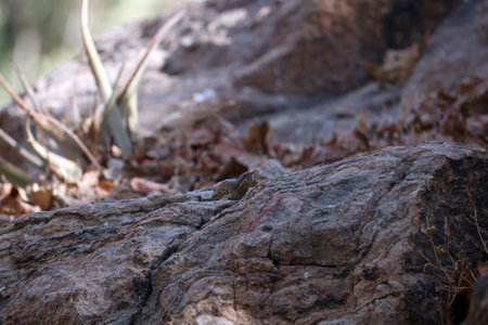 Eurasian wryneck, Jynx torquilla, on a rock in Eastern Africa.の写真素材