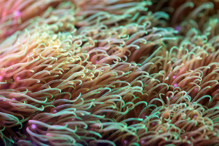 Tentacles of the soft coral species Pachyclavularia violaceaの写真素材