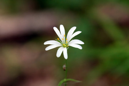 Flower of a marsh stitchwort, Stellaria palustris