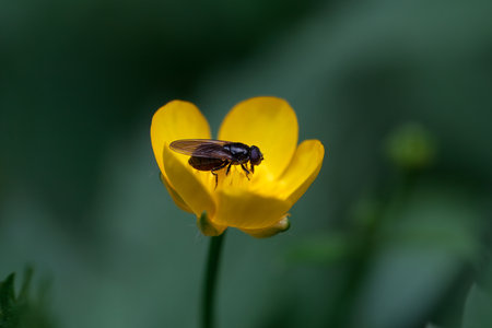A hoverfly of the species Cheilosia impressa on a yellow flower