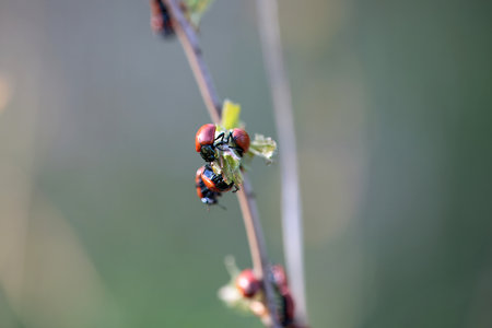 A group of poplar leaf beetles, Chrysomela populi, on a branch.