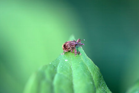 Weevil of the species Anthonomus rectirostris on a leafの写真素材