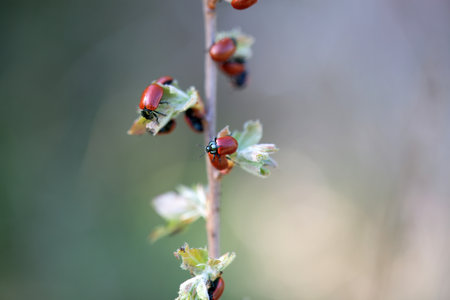 A group of poplar leaf beetles, Chrysomela populi, on a branch.