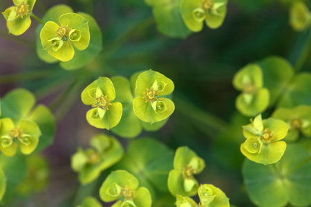 Inflorescence of a green spurge, Euphorbia esulaの写真素材