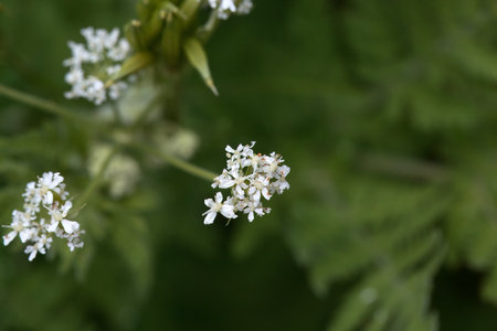 Inflorescence of a garden myrrh shrub, Myrrhis odorataの写真素材
