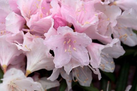 Inflorescence of a Rhododendron recurvoides bushの写真素材