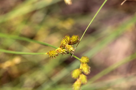 Inflorescence of an oval sedge, Carex leporina