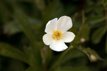 Flower of a Canada anemone, Anemone canadensis