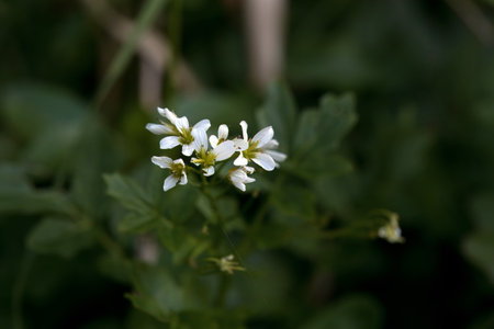 Flowers of a Cardamine amara plant.