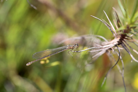 Female goblet marked damselfly, Erythromma lindenii, on a plant.