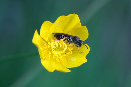 The earth nesting wasp Elinora koehleri on a flower