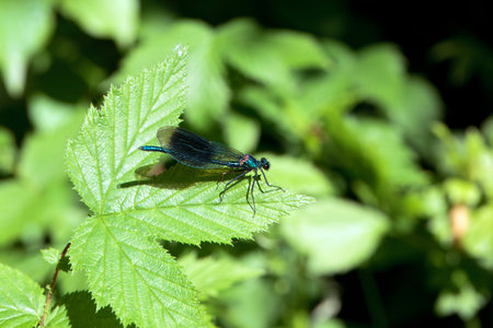 Banded demoiselle, Calopteryx splendens, on a leaf.
