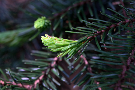 Needles of a Serbian spruce tree, Picea omorikaの写真素材