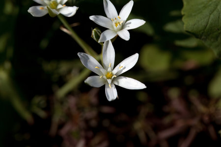 Blossom of the Ornithogalum species Ornithogalum divergensの写真素材