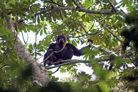 Chimpanzee, Pan troglodytes, on a tree in a forest in western Uganda