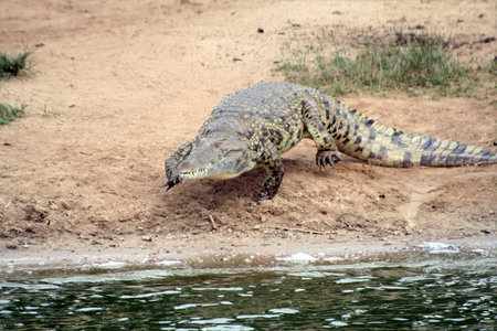 Nile Crocodile, Crocodylus niloticus, at the Kazinga Channel in Ugandaの写真素材