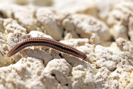 Striped millipede, Ommatoiulus sabulosus, on a rock