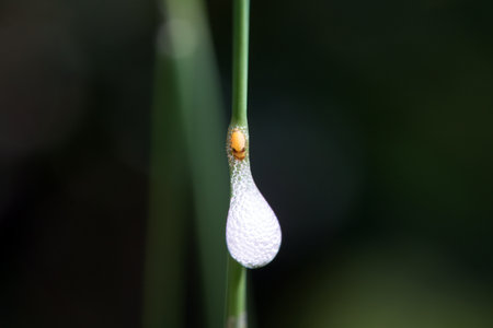 Aphrophora nymph inside its spittle on a grass stackの写真素材