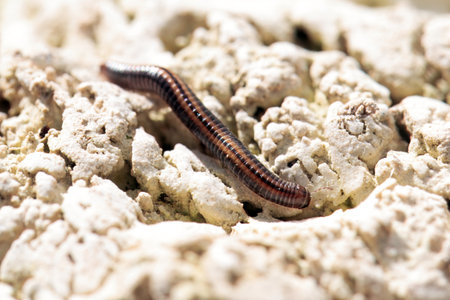 Striped millipede, Ommatoiulus sabulosus, on a rock