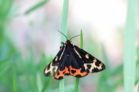 A wood tiger moth, Arctia plantaginis