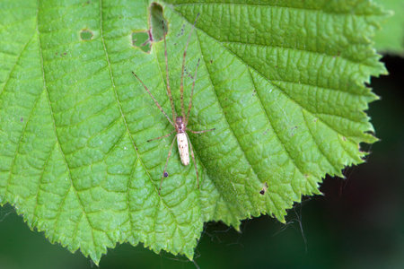 The spider Tetragnatha extensa, on a leaf.