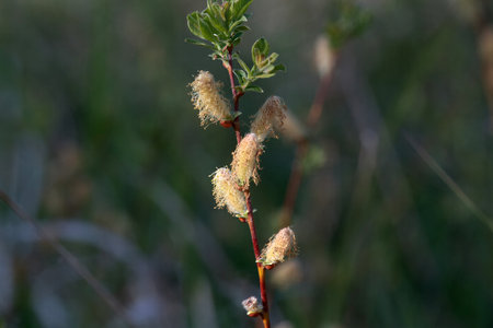 Inflorescence of a creeping willow shrub, Salix repens