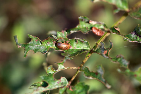 A leaf beetle, Lochmaea crataegi, on a leaf.