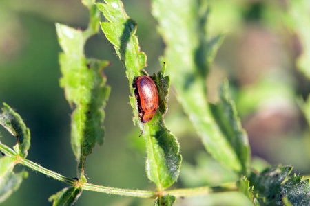 A leaf beetle, Lochmaea crataegi, on a leaf.