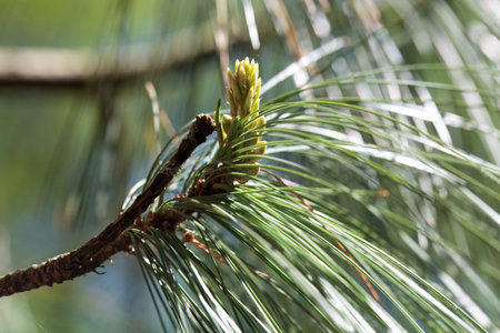Needles of a Bhutan pine tree, Pinus wallichiana