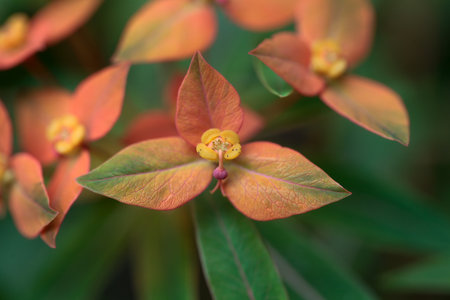 Inflorescence of Griffith spurge, Euphorbia griffithii