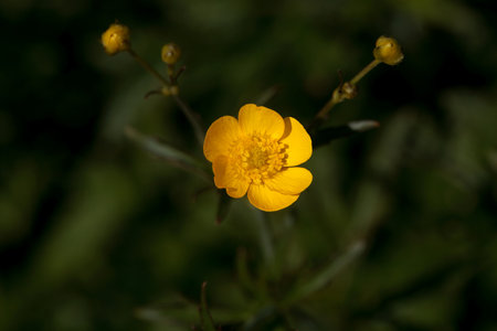 Blossom of the buttercup species Ranunculus polyanthemos