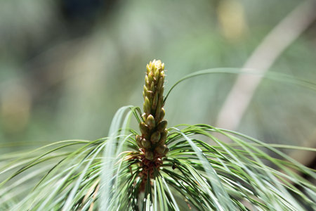Needles of a Bhutan pine tree, Pinus wallichiana