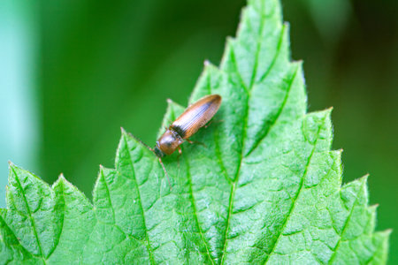 The click beetle Athous haemorrhoidalis on a leaf