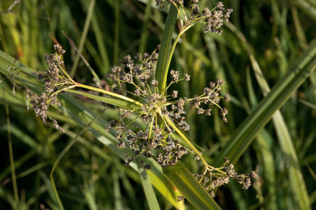 Inflorescence of a wood clubrush sedge, Scirpus sylvaticus