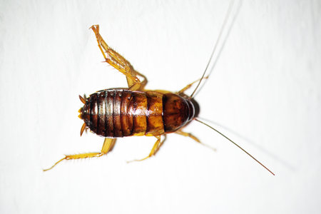 American cockroach, Periplaneta americana, on a white wall.