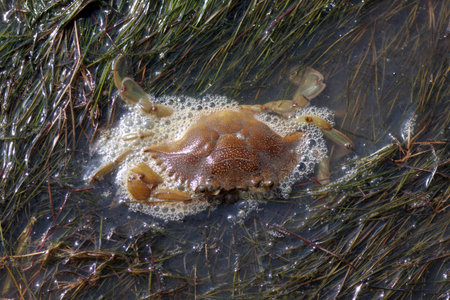 Blue crab, Callinectes sapidus, in seagrass at the Mediterranean sea.