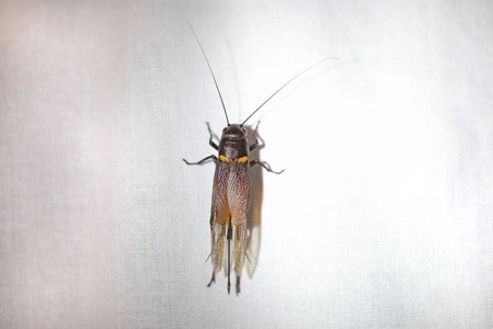Two-spotted cricket, Gryllus bimaculatus, on a white wall.