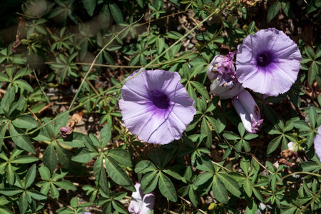 Blossoms of a mile-a-minute vine, Ipomoea cairica