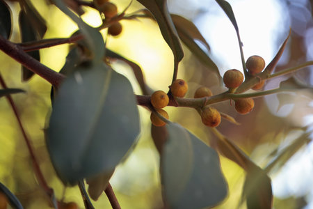 Fruits of a rusty fig tree, Ficus rubiginosaの写真素材